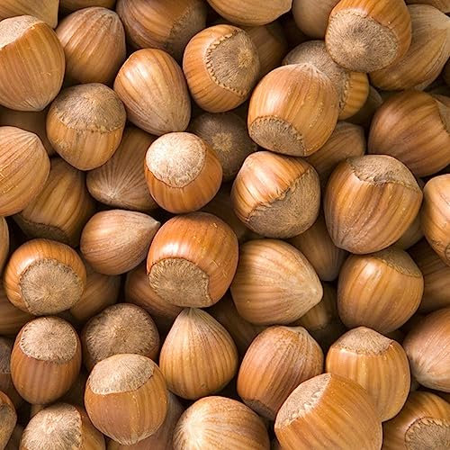 80 piezas semillas de avellanas - plantas de balcón resistentes a las nueces Arbusto de avellanas avellanas árbol de avellanas Avellana, cama elevada balcón robusto balcón