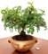 POWERS TO FLOWERS - PIANTA DEL PEPE, ZANTHOXYLUM PIPERITUM BONSAI, IN ORCIO COCCIO, pianta vera