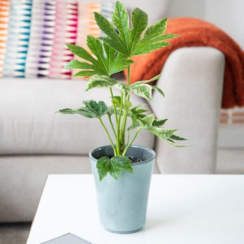 Fatsia Japonica ‘Spider’s Web’ | Hardy Evergreen Shrub | Japanese Aralia with Variegated Palmate Foliage | Shade-Loving Garden or Patio Plant 7.5 Litre Pot x2 by Thompson & Morgan