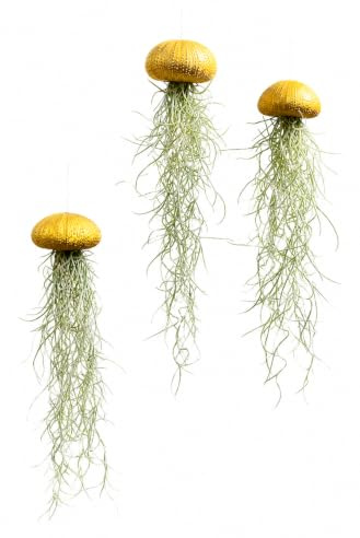 Set de 3 Medusas con Erizos de Mar Dorados y Musgo Español – Tillandsia Usneoides Natural – Decoración Colgante Artesanal – Regalo Original