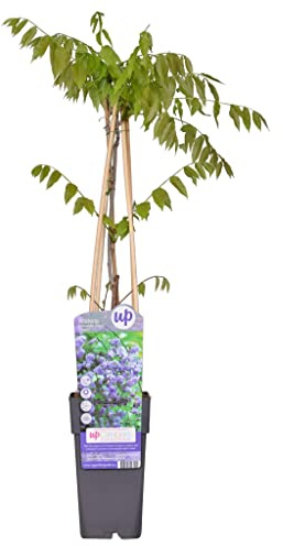 Pianta di Glicine Wisteria Floribunda Black Dragon su vaso alto cm 14