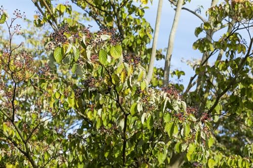 Roter Hartriegel 150-200 cm Topf Cornus sanguinea Heckenpflanze winterhart