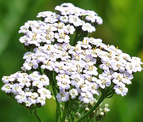 Y Estate Bianco – Achillea Millefolio – 50 halbwüchsige Pflanze – Schafgarbe – Staude – NPWS