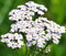 Y Estate Bianco – Achillea Millefolio – 50 halbwüchsige Pflanze – Schafgarbe – Staude – NPWS