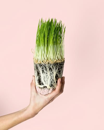 Hierba para Gatos- Hordeum Kategrass | Planta Natural | Pur Plant