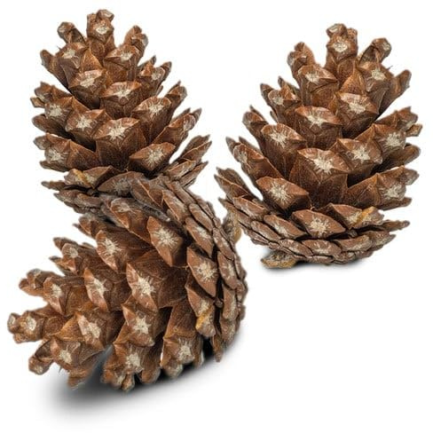 Back Zoo Nature Forest Pine Cones 6 Stück