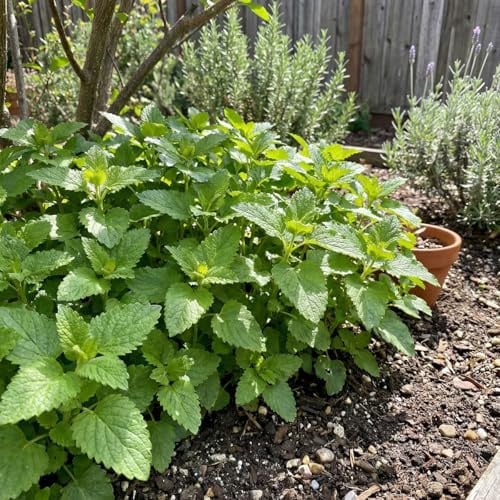 Bloomique - 6er - Set - Zitronenmelisse (Melissa officinalis) - Kräuterpflanze - Winterhart - Mehrjährig - Bienenfreundlich - Höhe 10-20 cm - Topf 9 cm