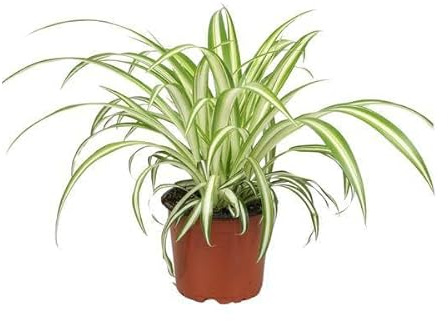 Grünlilie Chlorophytum – Zimmerpflanze – Ø12cm – 25cm – Spider-Pflanze – Pflegeleicht – Halbschatten – Luftreinigend