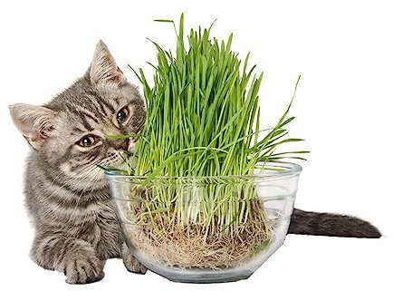 La zappa Semi di erba gatta Nepeta cataria pianta aromatica