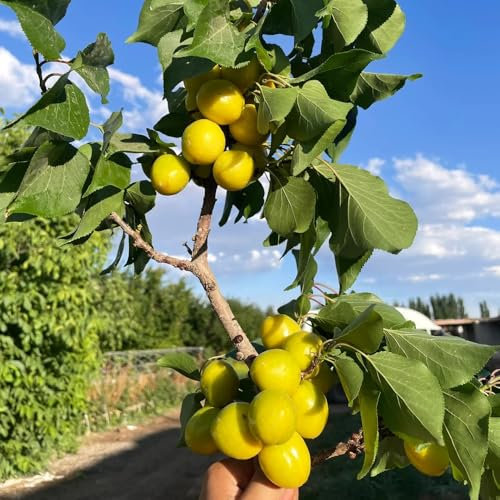 20 piezas Semillas de albaricoque, albaricoquero, Plantas resistentes, decoración de jardines. Compra un albaricoquero semillas de frutas plantas de interior purificadoras de aire