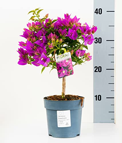 Bougainvillea Sabina Vaso 13 (40cm, Viola)