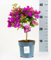 Bougainvillea Sabina Vaso 13 (40cm, Viola)