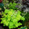 HEIRLOOM Lime Rickey Heuchera Coral Bell 50 Korn SEHR SELTEN