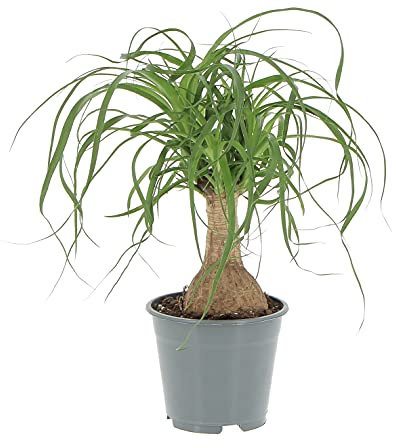 KENTIS - Beaucarnea Nolina Recurvata - Piante da Interni Vere - H 30-40cm Vaso Ø 14 cm - Mangiafumo (Vaso da Coltura, Beaucarnea Recurvata)