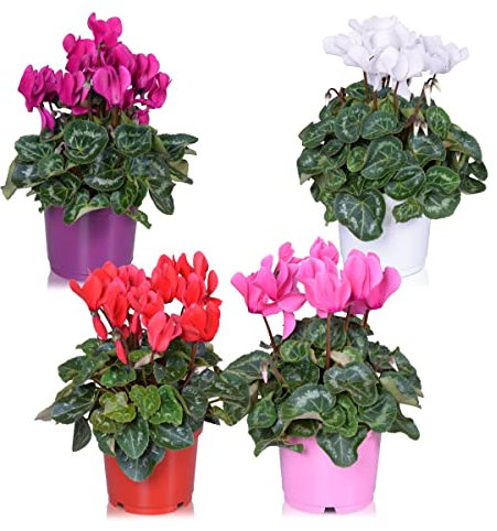 Violeta de Persia - Pack 4 Plantas - Flores Naturales