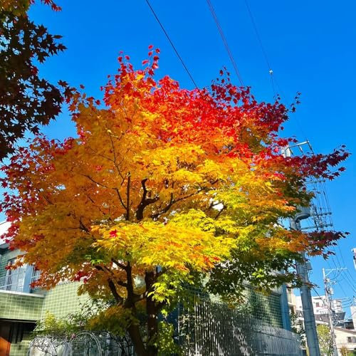 10 pcs Japanischer Ahorn Baum Samen, bio saatgut, samen zimmerpflanzen Ahorn Samen, baum samen, baumsamen winterharte pflanzen für garten winterharte pflanzen für balkon, gartengeschenke