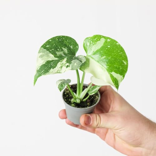 Monstera deliciosa 'Thai Constellation' - Rare Variegated Monstera Houseplant 6cm