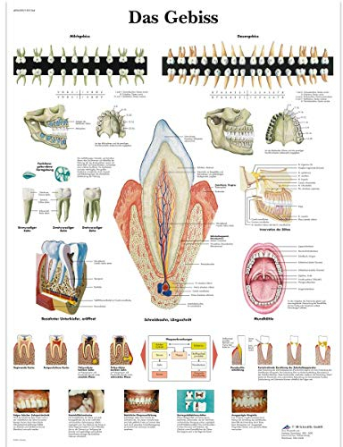 3B Scientific Lehrtafel laminiert - Das Gebiss, VR0263L