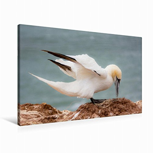 Premium Textil-Leinwand 90 x 60 cm Quer-Format Vom Winde verweht - Basstölpel | Wandbild, HD-Bild auf Keilrahmen, Fertigbild auf hochwertigem Vlies, Leinwanddruck von Katrin Streiparth