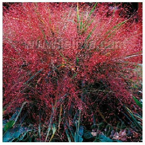 Eragrostis spectabilis/Purple Love Grass/Ornamental Grass/Hardy Perennial/Seeds