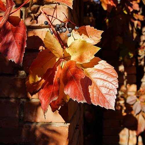 40 pcs wilder Wein winterhart samen - deko büro seeds garden pflanzen winterharte Creeper,Parthenocissus Quinquefolia,Parthenocissus tricuspidata hochbeett pflanzen anzucht plant saatgut