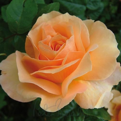 Peter Beales Roses Norwich Castle Floribunda Bush Rose, Copper Orange, 90cm x 60cm