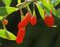 Seedeo Goji Beere Lycium barbarum syn. chinensis 50 Samen