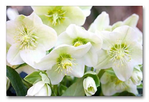 Premium Textil-Leinwand 90 x 60 cm Quer-Format Weiße Christrosen oder Schneerosen | Wandbild, HD-Bild auf Keilrahmen, Fertigbild auf hochwertigem Vlies, Leinwanddruck von Gisela Kruse