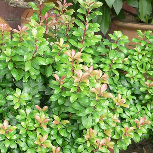 1 X PIERIS 'Little Heath' Compact Evergreen Shrub Hardy Garden Plant in Pot P9