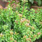 1 X PIERIS 'Little Heath' Compact Evergreen Shrub Hardy Garden Plant in Pot P9