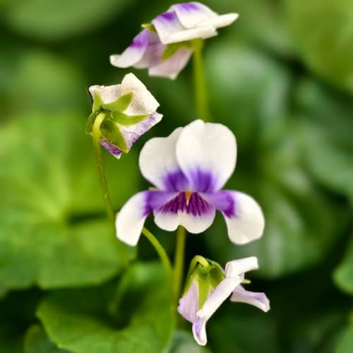 Semi di viola profumati - Piante da balcone resistenti Viola odorata - semi di varietà antiche Le piante da giardino sono piante perenni resistenti semi di erbe, semi di erbe 200pcs