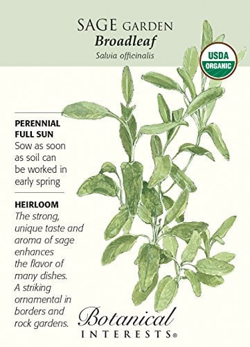 Latifoglie Sage - 30 semi - Organic Heirloom