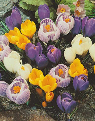 100 Großblumige Krokusse gemischt Blumenzwiebeln Crocus vernus