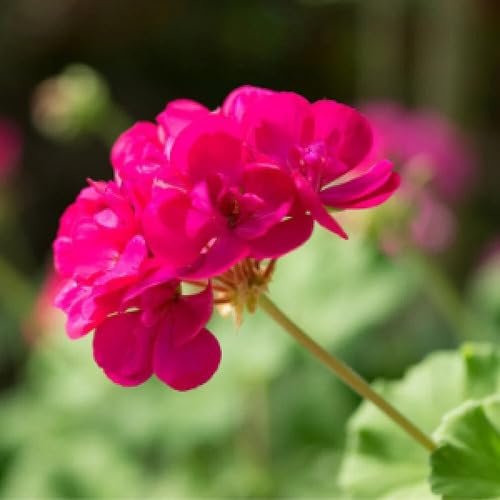 Geranien-Blumensamen für den Anbau