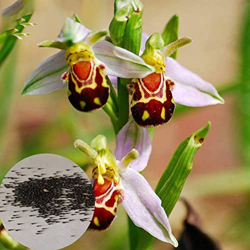 Haloppe 100 piezas de flores de orquídeas de abeja Semillas de plantas para la plantación de jardines en el hogar, Semillas de orquídeas de abeja Cara de sonrisa rara Semillas de flores fragantes