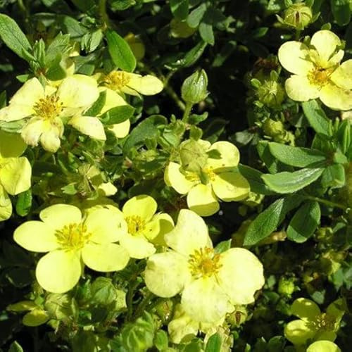 Fingerstrauch 'Maanelys' - Potentilla fruticosa 'Maanelys' - 25-30 cm Topf - Blütenreicher Zierstrauch