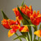 15 piezas bulbos de tulipanes perennes resistentes, bulbos de tulipanes silvestres, Los bulbos de flores son plantas de balcón perennes y resistentes. Comprar bulbos de tulipán - Tulipa