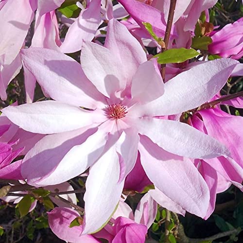 Magnolia Betty, arbuste de jardin à feuilles caduques, résistant, avec des fleurs roses fuchsia, en pot de 9 cm.