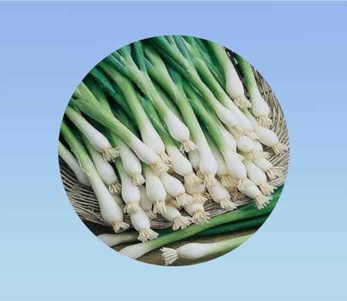 graines ciboulette chinoise 0,5 gramme soit environ 150 graines - ciboulail