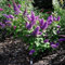 50 Semi farfalla Bush Estate lilla Semi (Buddleja davidii)