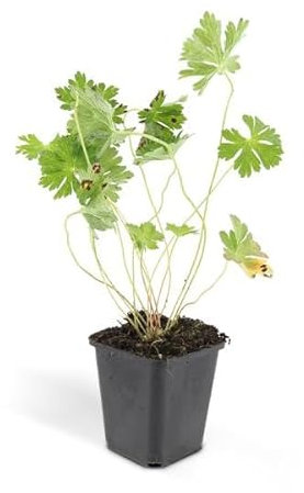 Géranium Rozanne - 10-25 cm - Ø 9 cm - 60 x