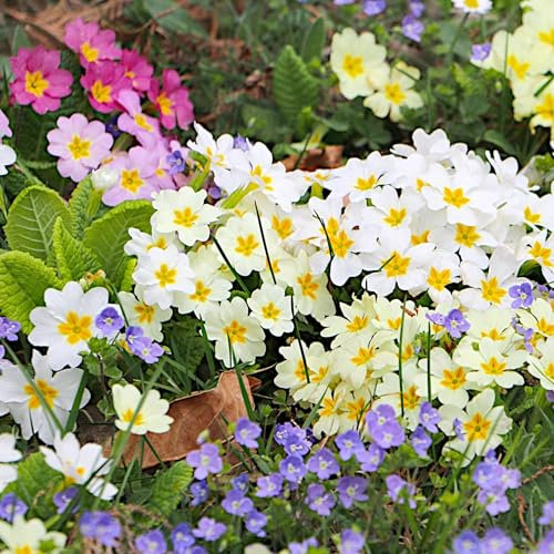 PlantiCo Primula Elatior Samen 0,2g Schlüsselblume Primel Mehrjährige Pflanze Ideal für Steingärten Beete und Balkonpflanzen Büht von März bis Mai