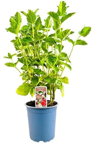Mentha spicata 'Grapefruitminze' ca. 11x11 cm Topf - Aromatische Minze, fruchtiger Duft, ideal für Tee und Cocktails, bienenfreundlich, pflegeleicht