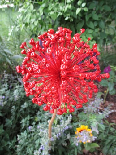 Allium Zwiebeln，Blumenzwiebeln, Blumenzwiebeln, SüßE Blumen, Runde Blumen, Zierblumen,Schnittblumen, Accessoires, Winterharte Stauden，Bienenfreundlich-10zwiebeln-H