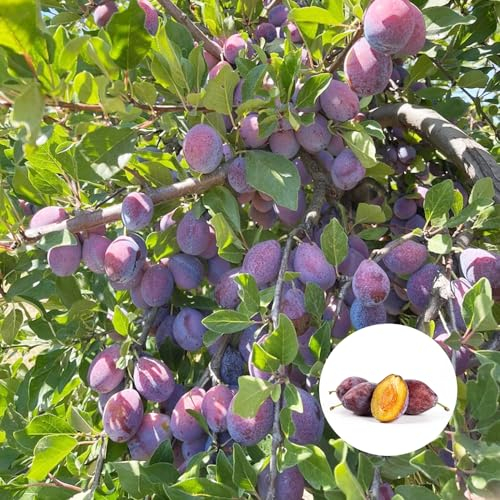 50 pcs pflaumenbaum winterhart samen, säulen obstbäume, pflanze mirabellenbaum - Prunus domestica - exotische pflanzen winterhart, bio saatgut alte sorten zwergobstbäume, zimmerpflanze