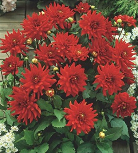 Zwerg Dahlie Red Pygmy Knolle Blumenzwiebel (1)
