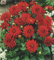 Zwerg Dahlie Red Pygmy Knolle Blumenzwiebel (1)