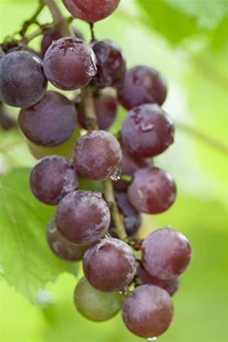 Vitis vinifera 'Suffok Red' 80-100 cm - Weinrebe, rote Trauben, Erntezeit September-Oktober, ideal für Pergolen, winterhart und pflegeleicht