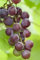 Vitis vinifera 'Suffok Red' 80-100 cm - Weinrebe, rote Trauben, Erntezeit September-Oktober, ideal für Pergolen, winterhart und pflegeleicht