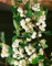 Symphoricarpos albus laevigatus 40-60 cm - Schneebeere, weiße Beeren, Herbstfärbung, ideal für Hecken, pflegeleicht und winterhart